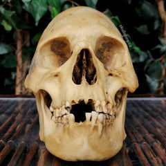 Peruvian Elongated Human Skull