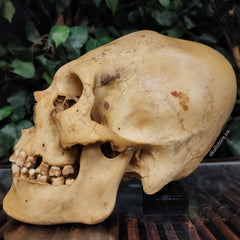 Peruvian Elongated Human Skull