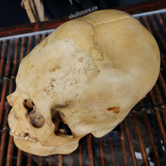 Peruvian Elongated Human Skull