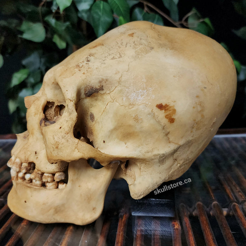 Peruvian Elongated Human Skull