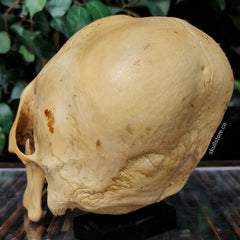 Peruvian Elongated Human Skull