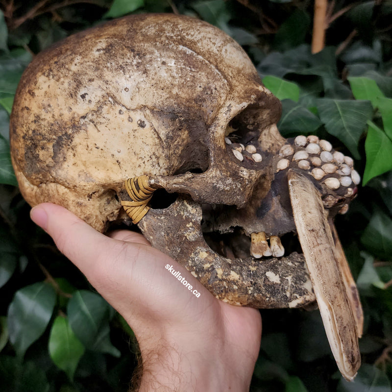 Dayak Ethnographic Skull, Tusks B