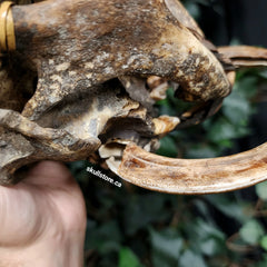 Dayak Ethnographic Skull, Tusks B