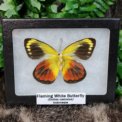 Flaming White Butterflies