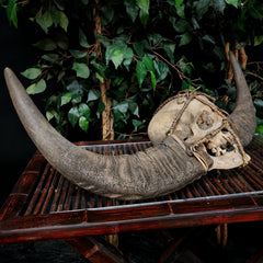 Nagaland Human Skull, Headhunting Trophy
