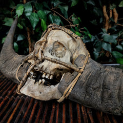 Nagaland Human Skull, Headhunting Trophy