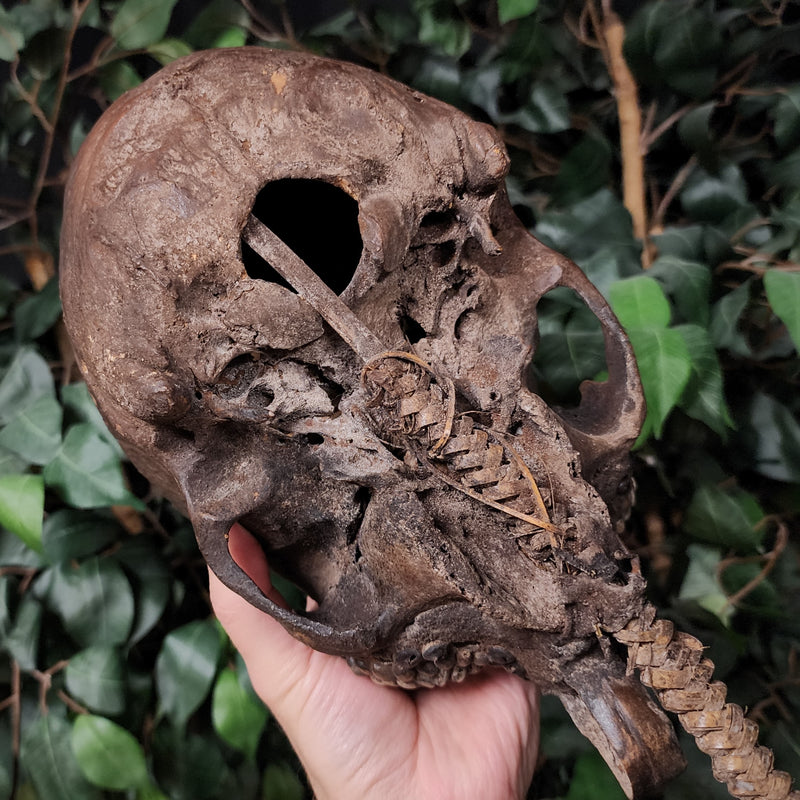 Papuan Ancestor Skull