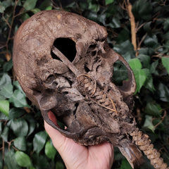 Papuan Ancestor Skull