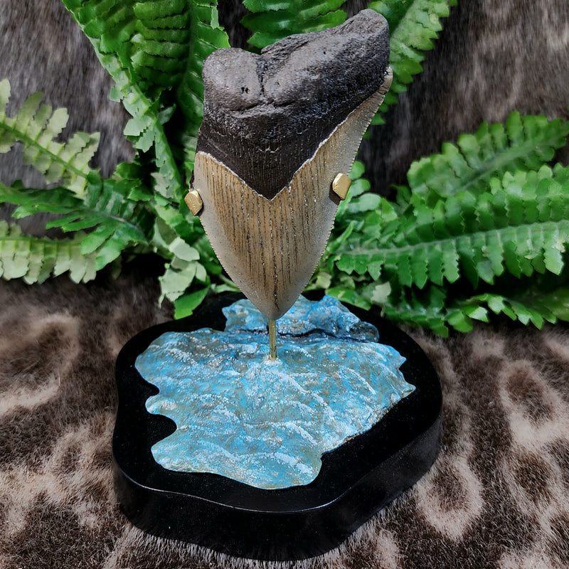 Megalodon Tooth, Oceanic Base (4")