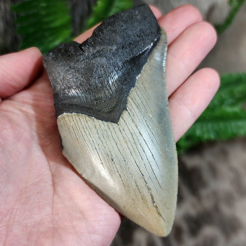 Megalodon Tooth, Oceanic Base (4")
