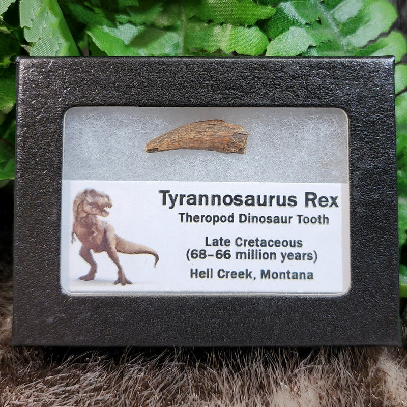 Tyrannosaurus Rex Tooth L (1")