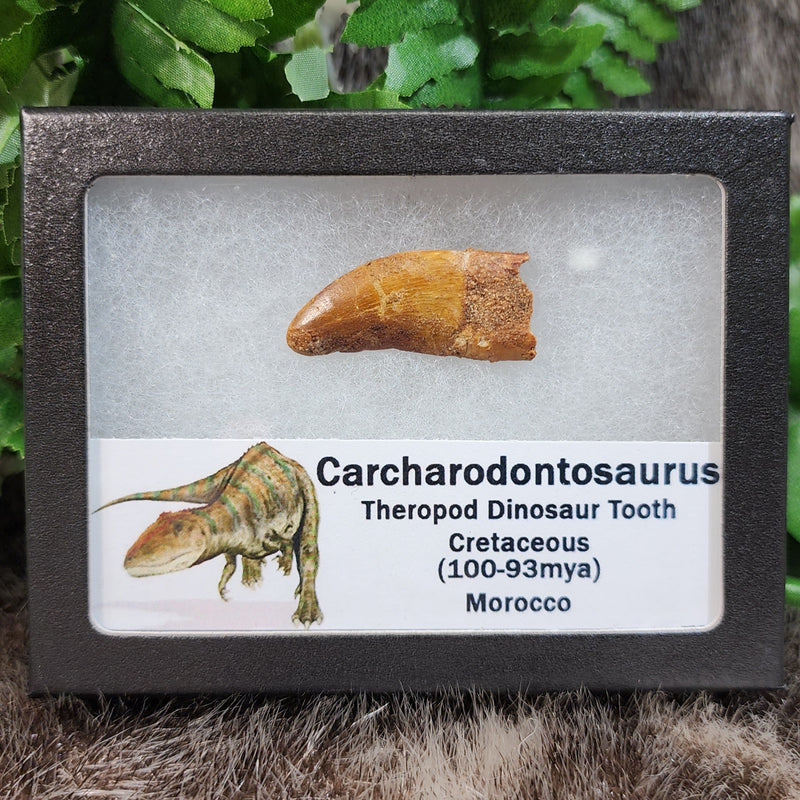 Carcharodontosaurus Dinosaur Tooth O (1.5")