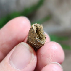 Tyrannosaurus Rex Tooth N (.8