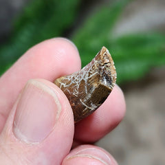 Tyrannosaurus Rex Tooth N (.8