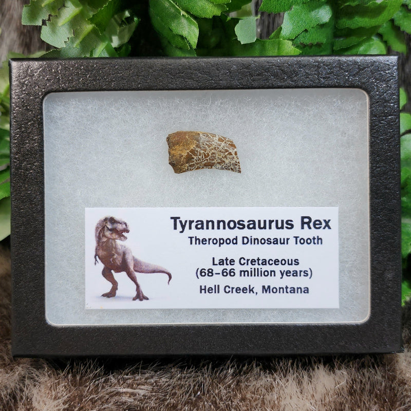 Tyrannosaurus Rex Tooth N (.8")