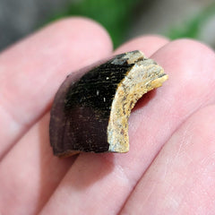 Tyrannosaurus Rex Tooth O (.75