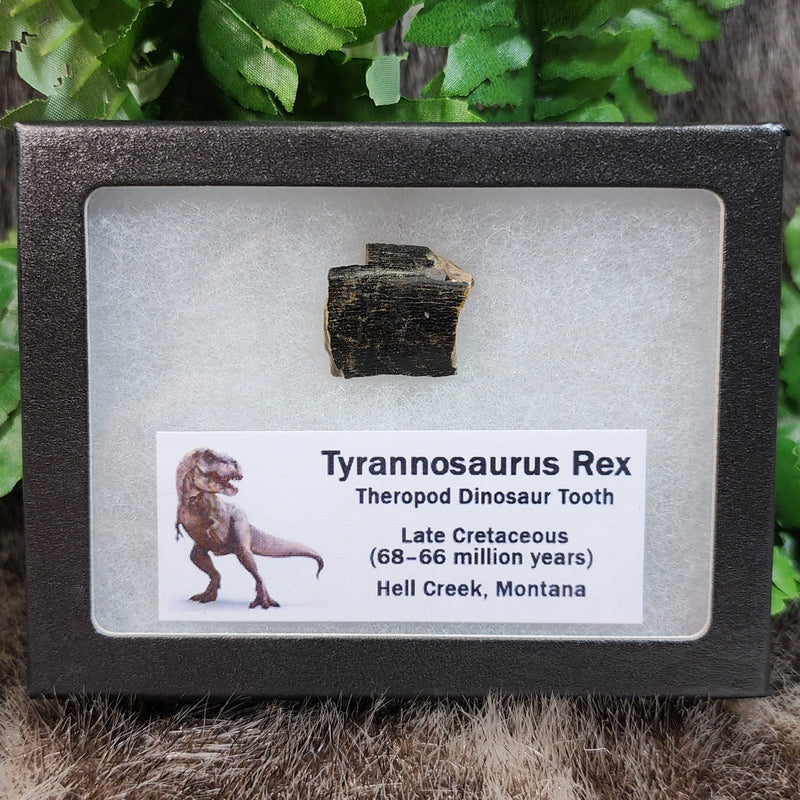 Tyrannosaurus Rex Tooth O (.75")