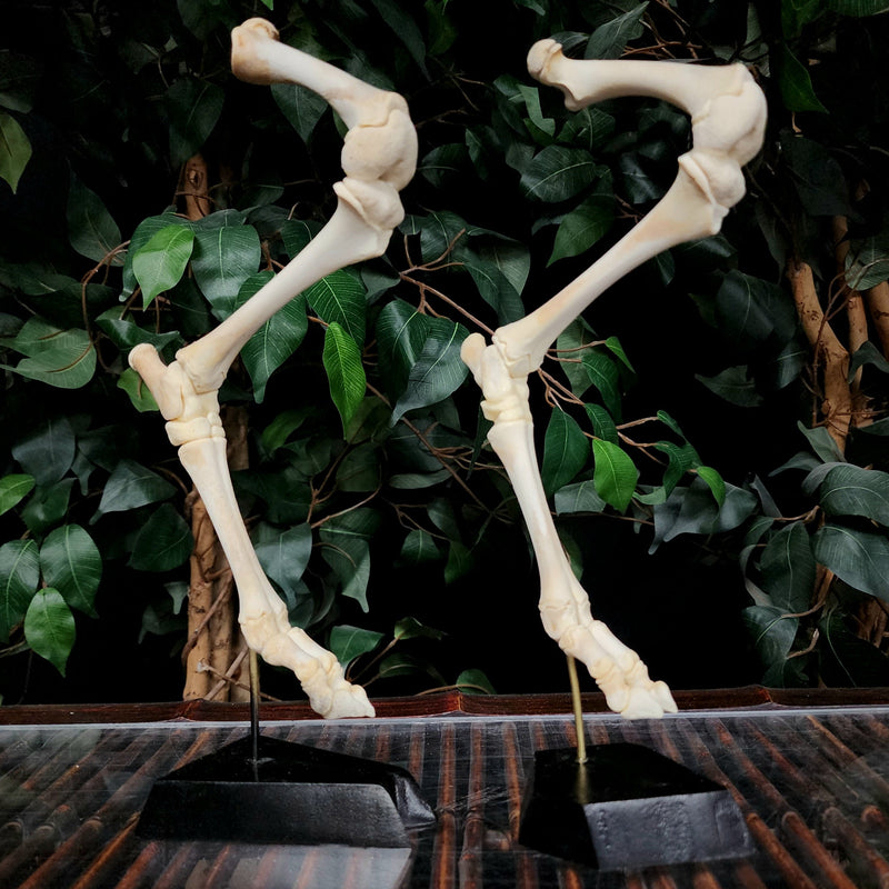 Articulated Goat Legs (SALE)
