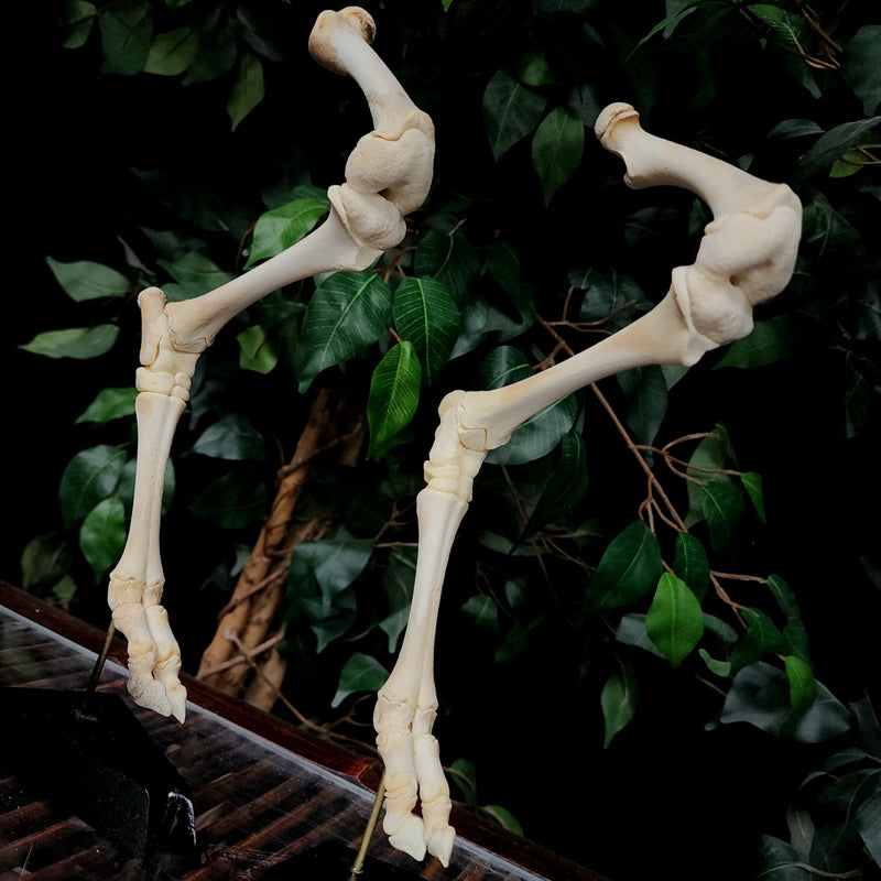 Articulated Goat Legs (SALE)
