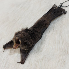 Brown Pipistrelle Bat Taxidermy, Hanging