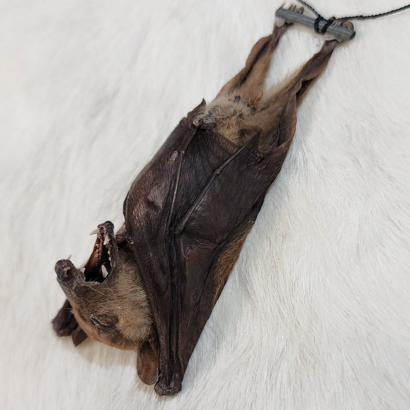 Long-Tongued Nectar Bat Taxidermy, Hanging