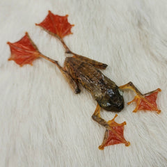 Harlequin Flying Frog, Taxidermy