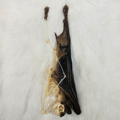 Cave Nectar Bat, Comparative Anatomy