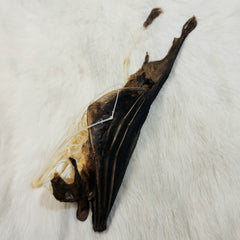 Cave Nectar Bat, Comparative Anatomy