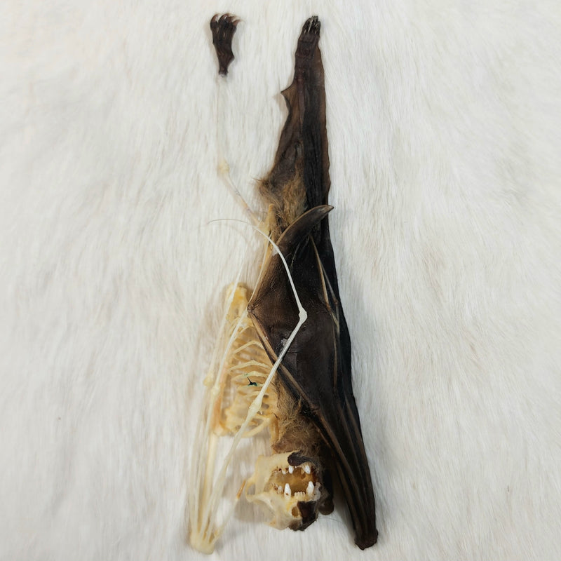 Minute Fruit Bat, Comparative Anatomy