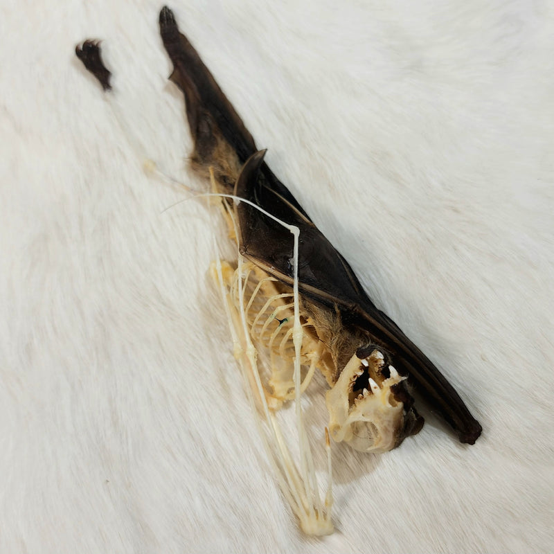 Minute Fruit Bat, Comparative Anatomy