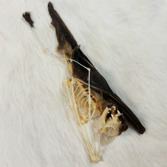Minute Fruit Bat, Comparative Anatomy