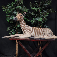 Baby Zebra Taxidermy Mount (B GRADE), (In-Store Pickup)