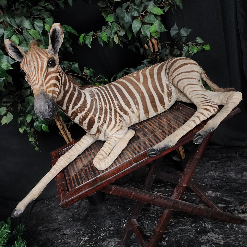 Baby Zebra Taxidermy Mount (B GRADE), (In-Store Pickup)