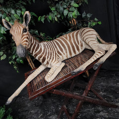 Baby Zebra Taxidermy Mount (B GRADE), (In-Store Pickup)