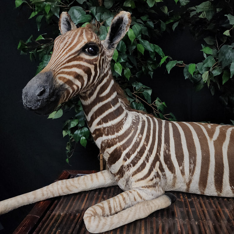 Baby Zebra Taxidermy Mount (B GRADE), (In-Store Pickup)