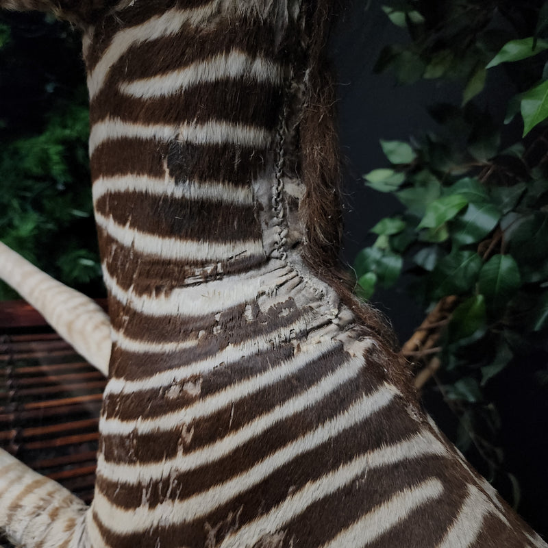 Baby Zebra Taxidermy Mount (B GRADE), (In-Store Pickup)