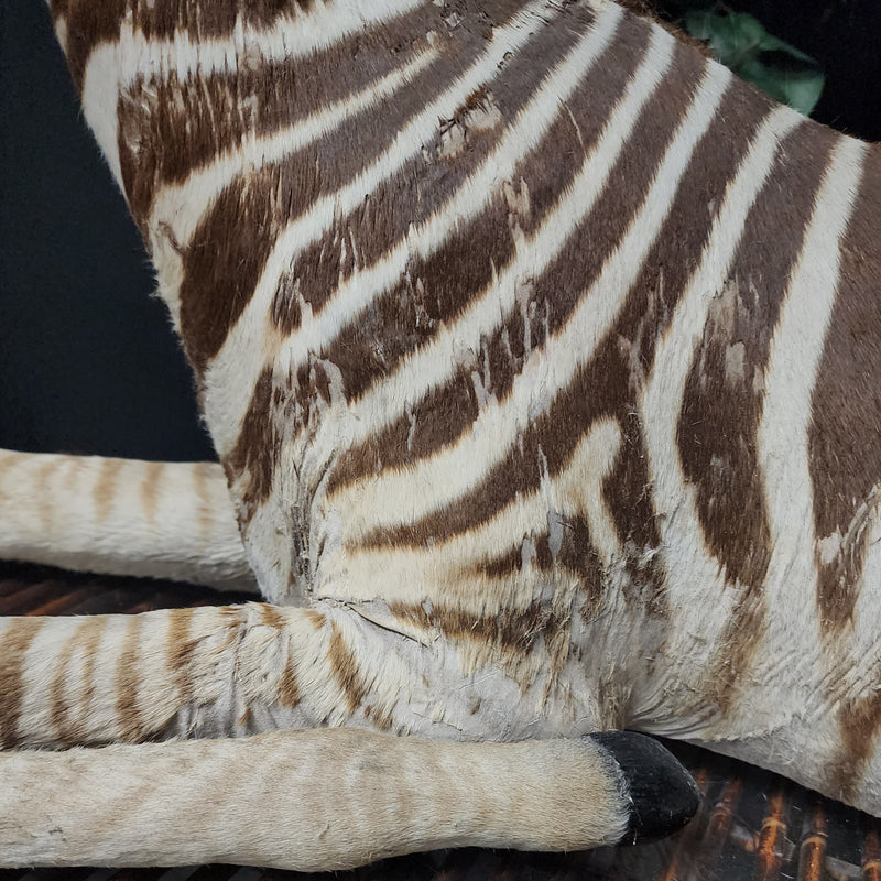 Baby Zebra Taxidermy Mount (B GRADE), (In-Store Pickup)