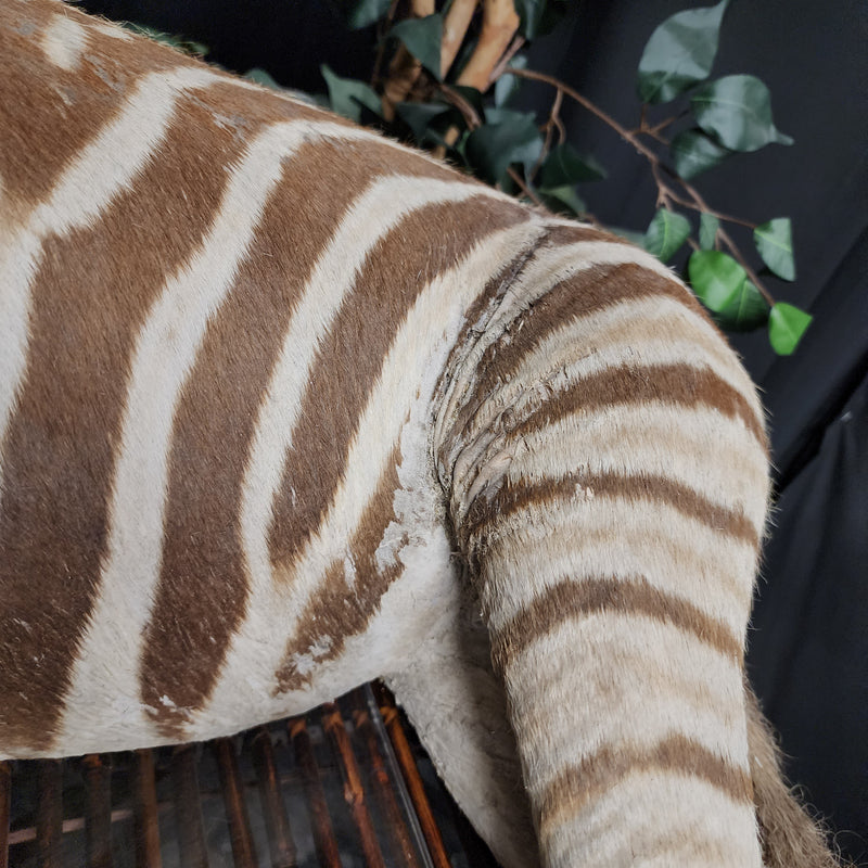 Baby Zebra Taxidermy Mount (B GRADE), (In-Store Pickup)