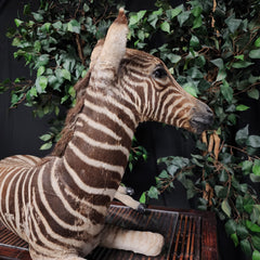 Baby Zebra Taxidermy Mount (B GRADE), (In-Store Pickup)