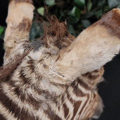 Baby Zebra Taxidermy Mount (B GRADE), (In-Store Pickup)