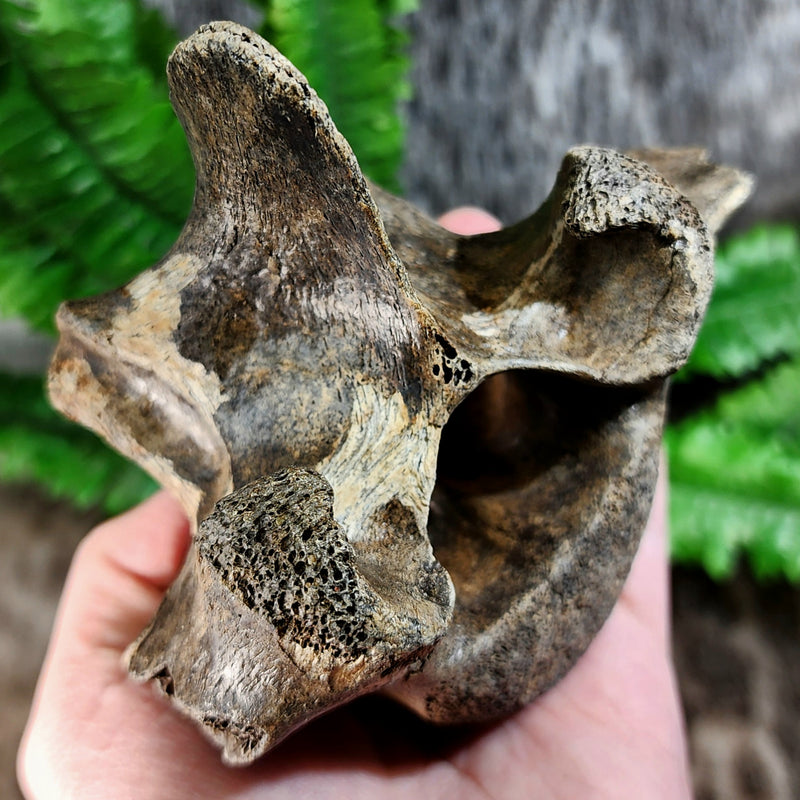 Bison Fossil Vertebrae i