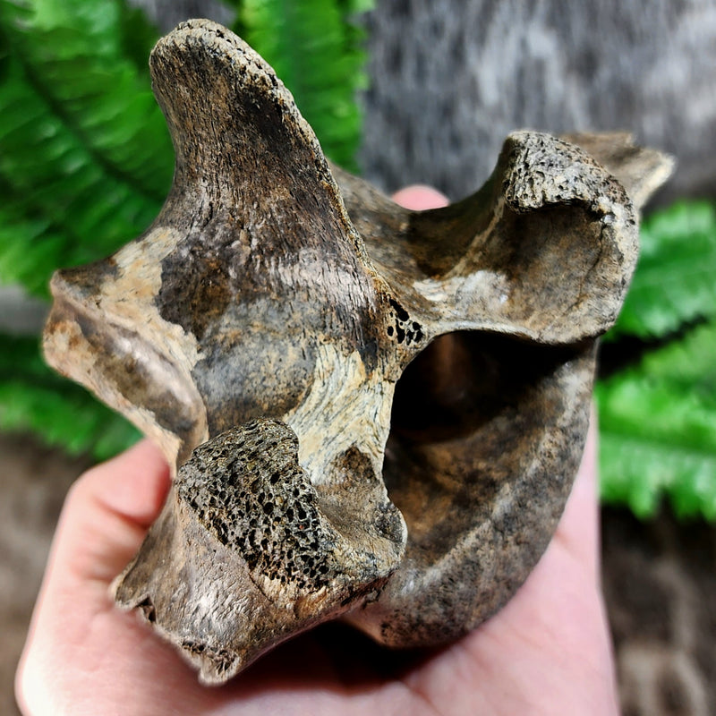 Bison Fossil Vertebrae I