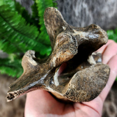 Bison Fossil Vertebrae i