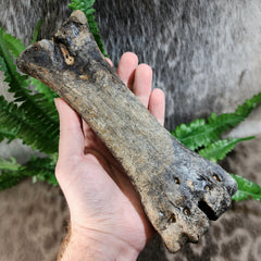 Bison Fossil Leg Bone G