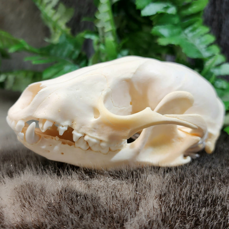 Raccoon Skull B (B Grade)
