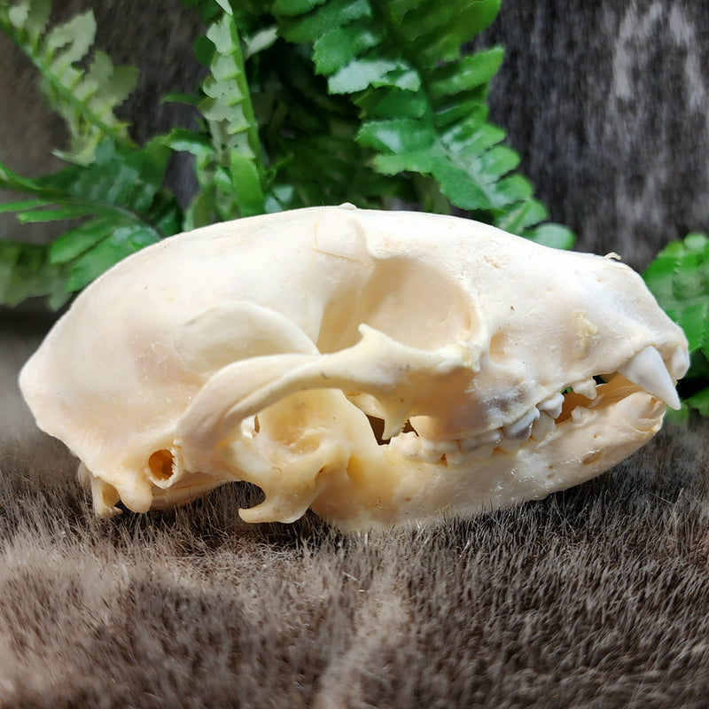 Raccoon Skull C (Major Injury)