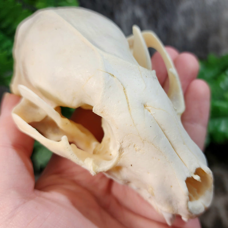 Raccoon Skull C (Major Injury)