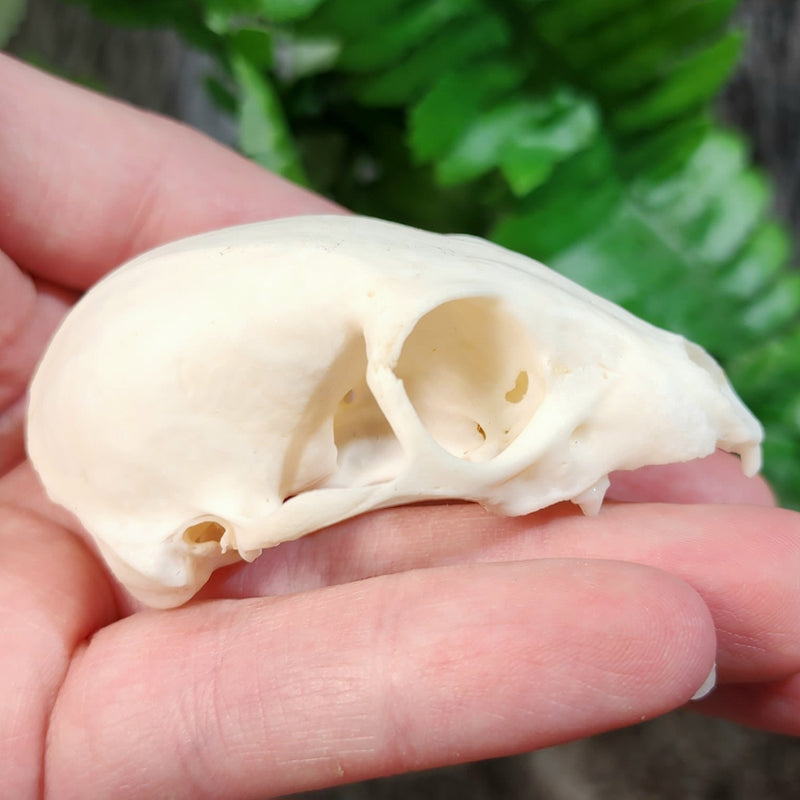 Meerkat Skull (C Grade)