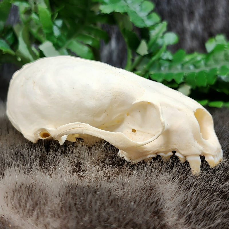 River Otter Skull A (B Grade)