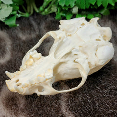River Otter Skull A (B Grade)